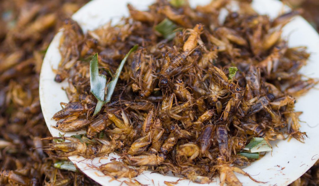 Brazil in Crisis! The Government’s Solution? Eating crickets!