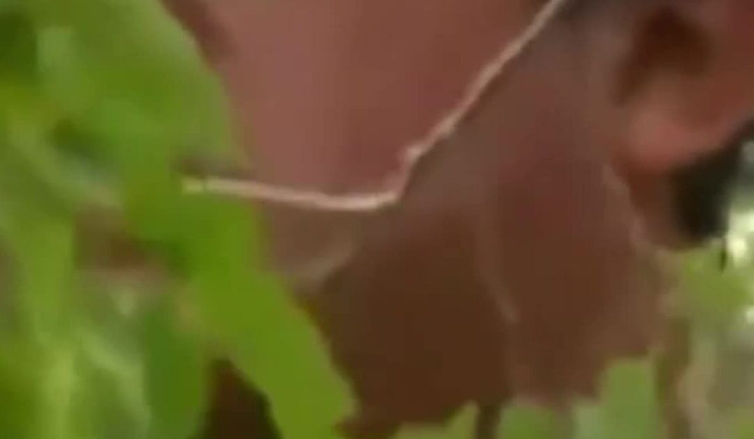 Raul, the Tree-Climbing Illegal